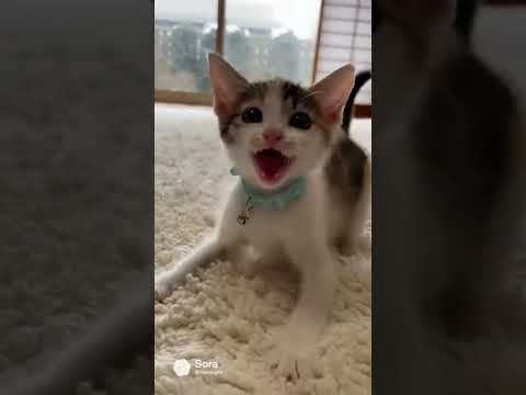 荒ぶる子猫、爆誕/Tiny Kitten Gone Wild #子ネコ #kitten #kittenshorts