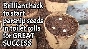 How to start parsnip seeds in toilet rolls Dont Crop Me Now