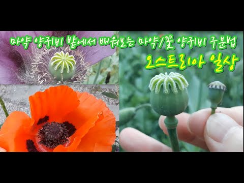 마약 🌺🌸🌺양귀비 밭에서 배워보는 마약 양귀비 구분법 Opium Poppy flower [오스트리아일상] [Austria Vlog]