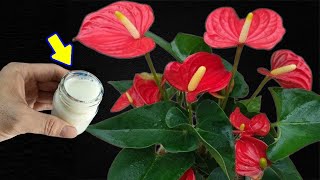 Just this jar is enough to help ANTHURIUM grow beyond imagination