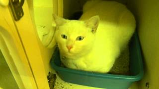 *URGENT!* CATS (10) for ADOPTION @ North Platte Animal Shelter ~ 11-7-2014