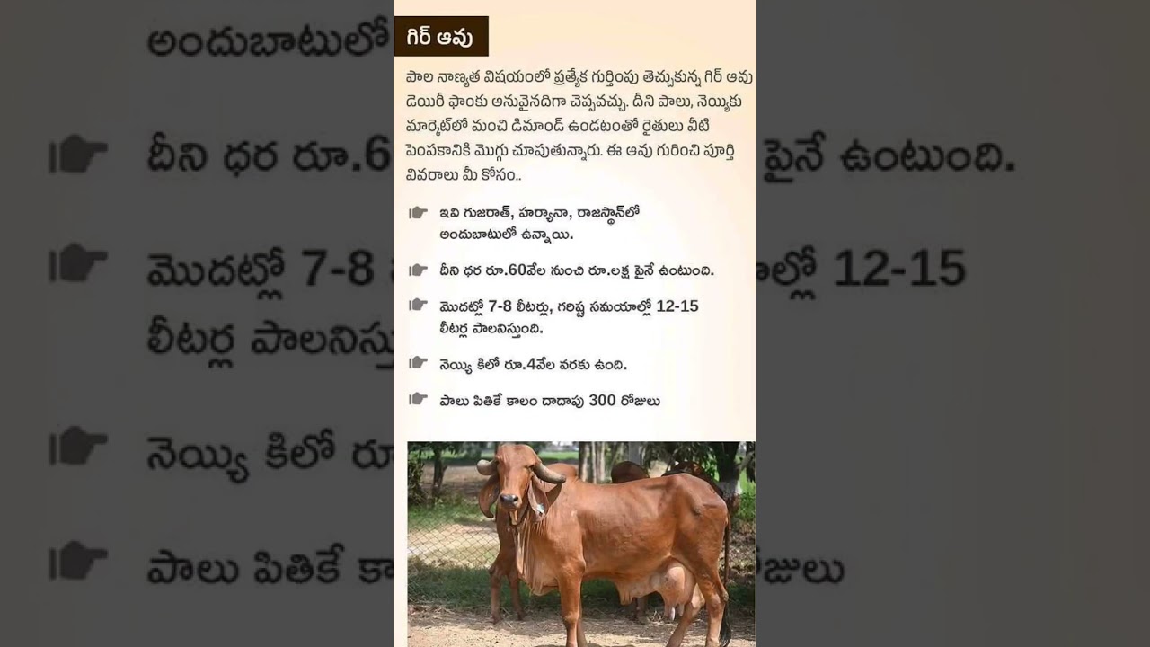 gir cow benefits 