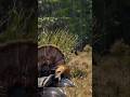 Точный выстрел добыча повержена одного выстрела было достаточно#shortvideo#viralshort#turkey#hunting