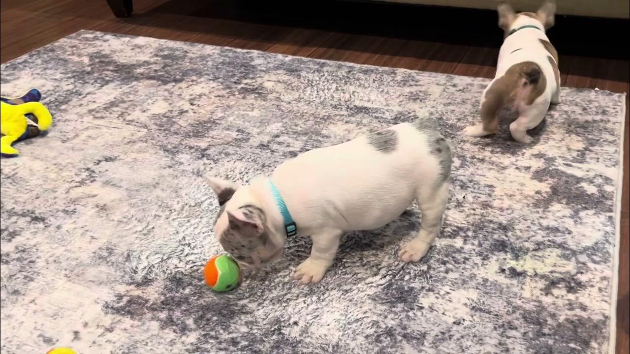 Frenchie Zoomies! YouTube