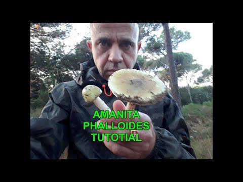 Video: Come Riconoscere L'agarico Di Mosca O L'amanita Citrina