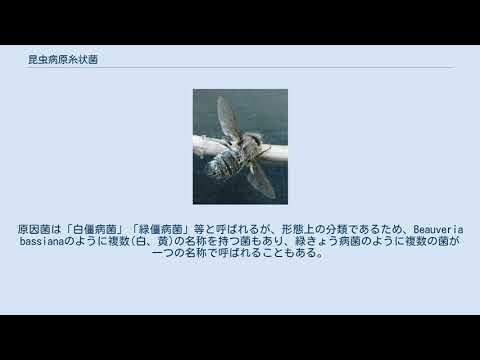 昆虫病原糸状菌 YouTube