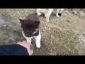 Cute puppies of Greenland dog の動画、YouTube動画。