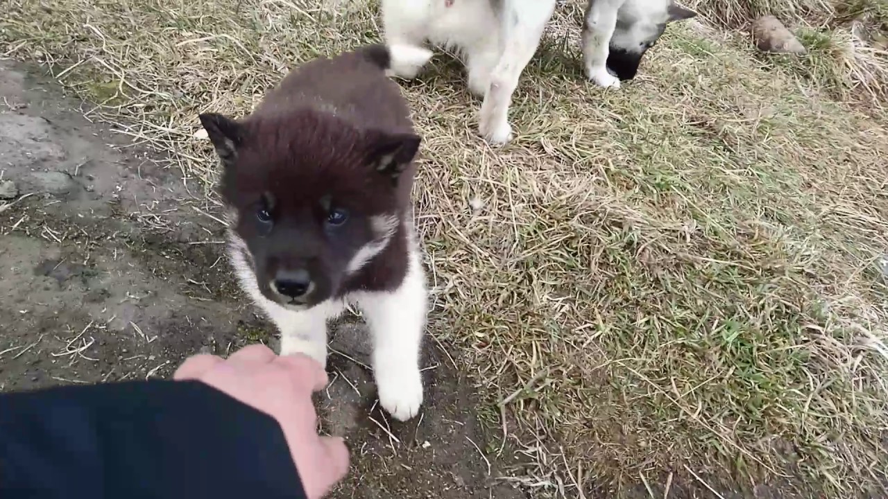 グリーンランド ドッグの性格 特徴 飼い方 ペットショップやブリーダーでの値段相場や里親募集も紹介 Mofmo