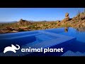 Vistas sin fin: piscina infinita en las montañas de Las Vegas | Piscinas Soñadas | Animal Planet