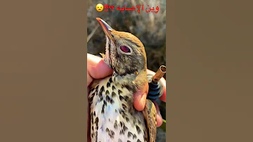 صيد صيد السمن 