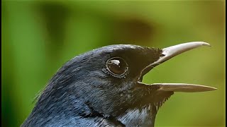 Oriental magpie robin morning calls screenshot 5