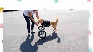 Sillas de ruedas para perros patas delanteras