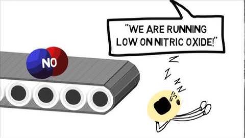 Endothelial Health Explained