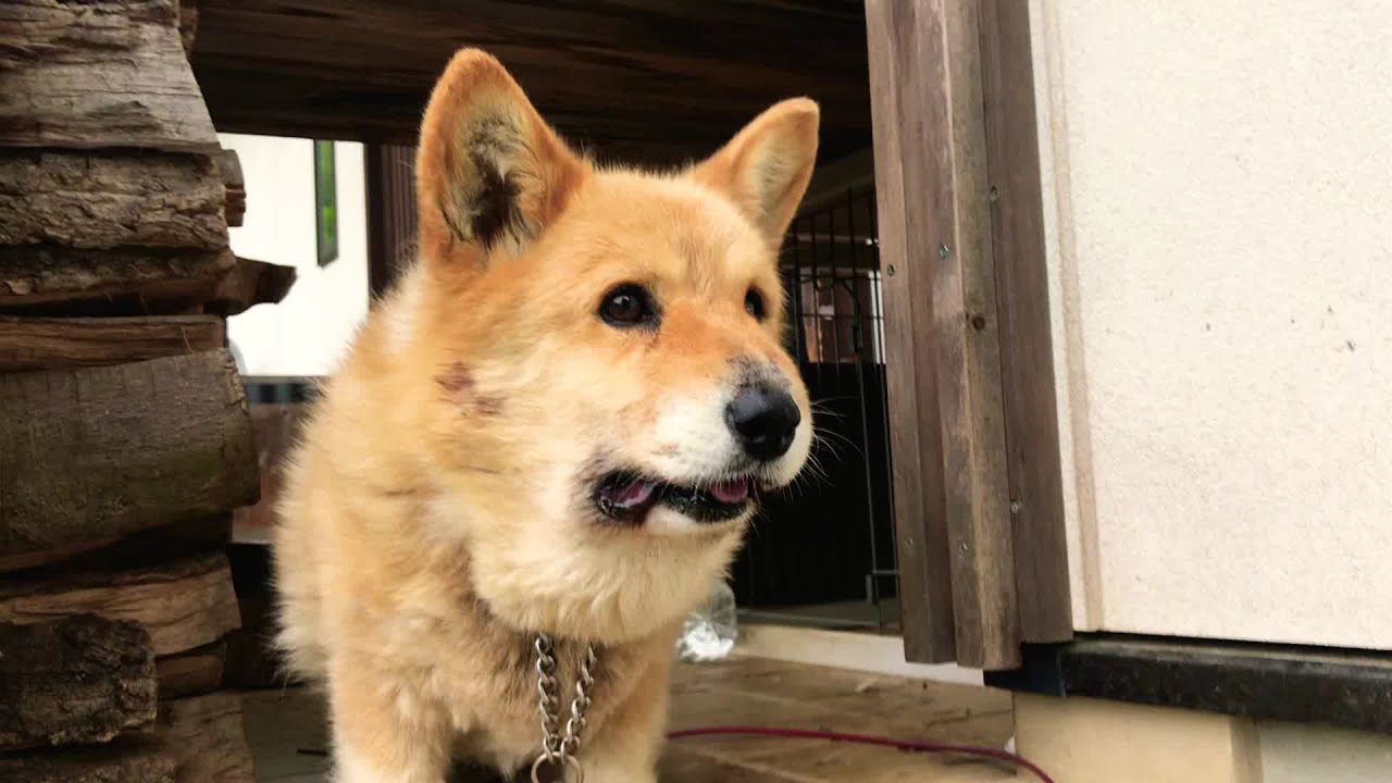 犬 マムシ に 噛ま れる