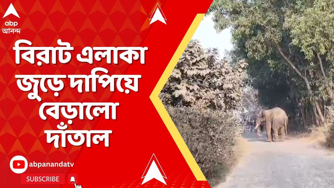 Bankura Elephant: মাধ্যমিক পরীক্ষার মধ্যেই সাত সকালে এলাকায় হাতির ভয়ঙ্কর তান্ডব
