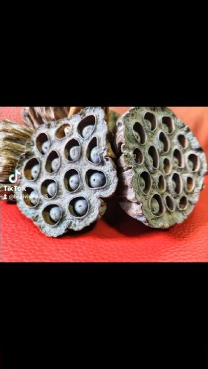 Tripofobi (Delik Korkusu)
