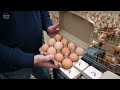 How spoiled food becomes farm-fresh eggs in Bucks County