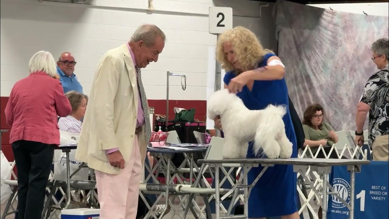 2024 08 16 bichon frise breed judging summer mountain cluster day 2