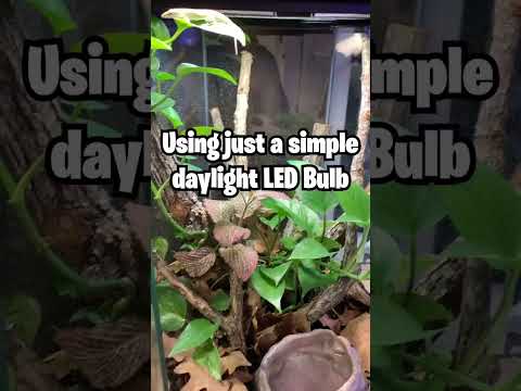 Video: Light Shade Gardening - Informationen über Lichtschatten