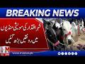 Cattle Markets Come Alive in the Capital City | M News Digital