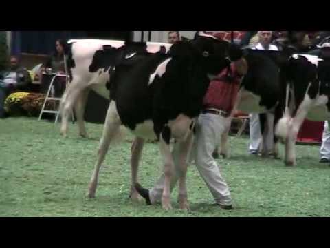 International Holstein Show Junior Champion