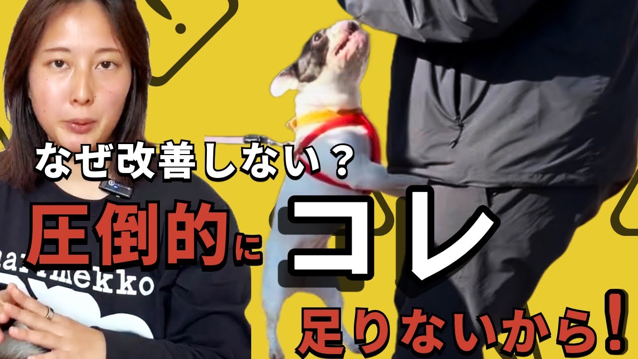 【お散歩トラブル】吠えや引っ張りが良くならないのは圧倒的に〝学習量〟が足りないから！