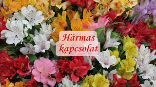 Download Lagu Próbálja leküzdeni azt a késztetését, hogy időről-időre eltávolodik 💕💓😨 #love MP3 Download Lagu Próbálja leküzdeni azt a késztetését, hogy időről-időre eltávolodik 💕💓😨 #love MP3
