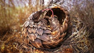 Ethical Pangolin Monitoring | Pangolins in South Africa 25