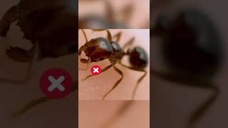 Why this happen when Ant Bites You? #facts #viral #thai