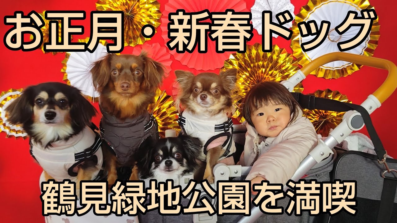 愛犬もなにこ♡愛娘ゆず♡お友達ちゃこみる♡とお正月、新春ドッグへ♪鶴見緑地公園を満喫しました♪