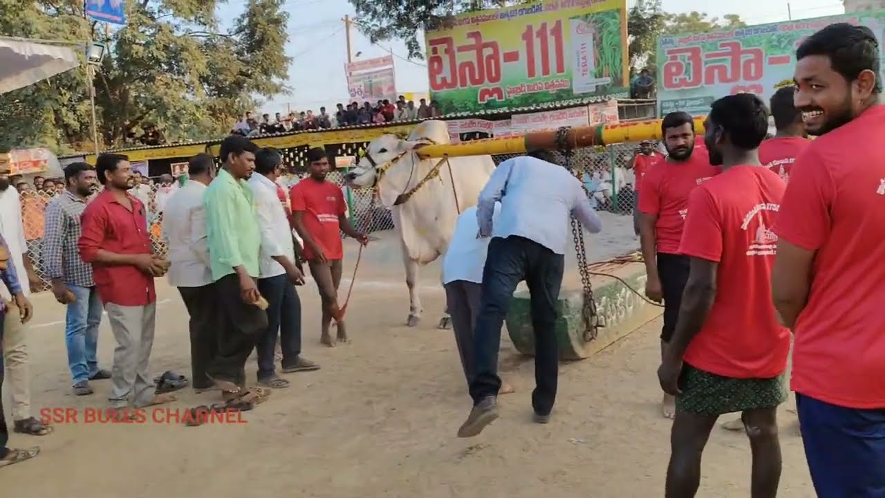 8జత రెంటచింతల  New category RK BULLS వేటపాలెం (సమరసింహ & వీరనరసింహ)