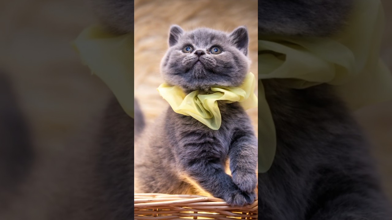 Stop Playing With a Laser Like That