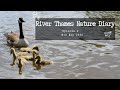 House Martins, Goslings, Swans & more! River Thames Nature Diary Ep2 #nature #birds #wildlife