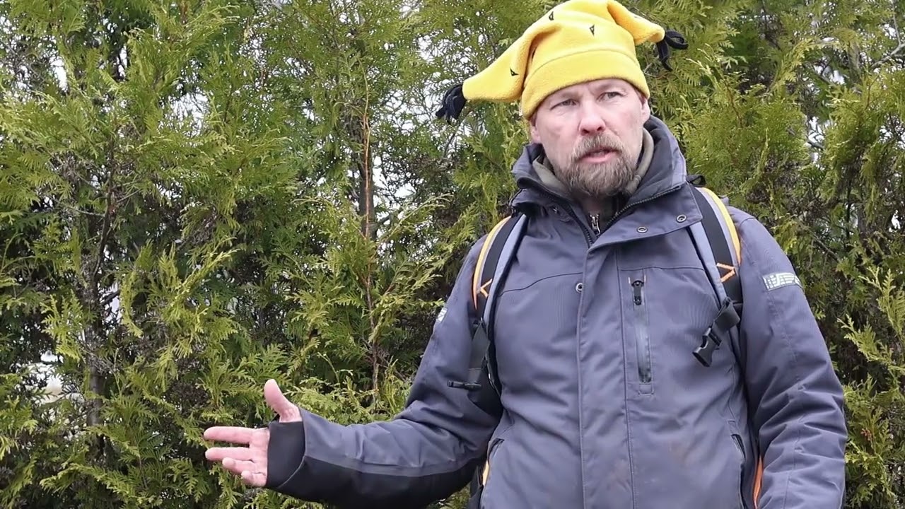 Tuija-aidan leikkaus