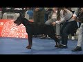 Doberman World dog show in Shanghai 2019