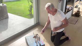 Training 8 week Italian greyhound