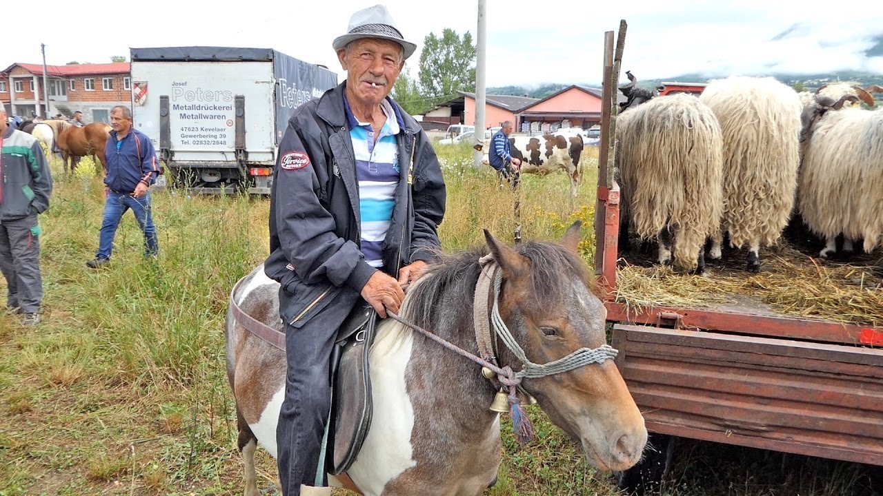 Nikad GORI dernek u Bugojnu, na prodaju samo jedna krava