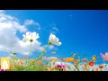 自律神経を整える音楽【ありのまま♪幸せのセロトニン】癒しのリラックスBGM♪ヒーリングミュージック｜Original Relaxation Music Video ★159