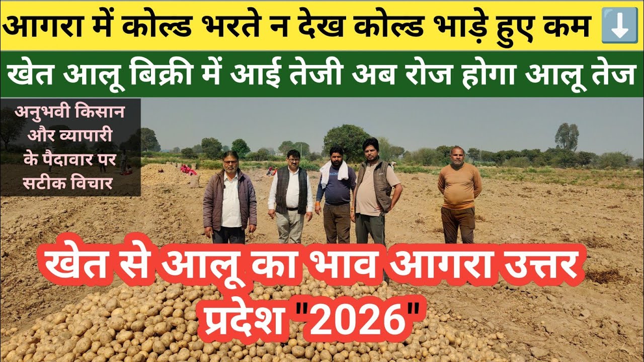 खेत से आलू बिक्री में आई तेजी,खेत से आलू का भाव आगरा उत्तर प्रदेश #agri_one 