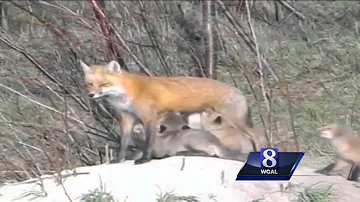 What to do if you see a fox?