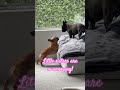 Little sisters! #dog #funnydog #funnydogvideos #cutedogs #cutedog #dogmom #dogmoments