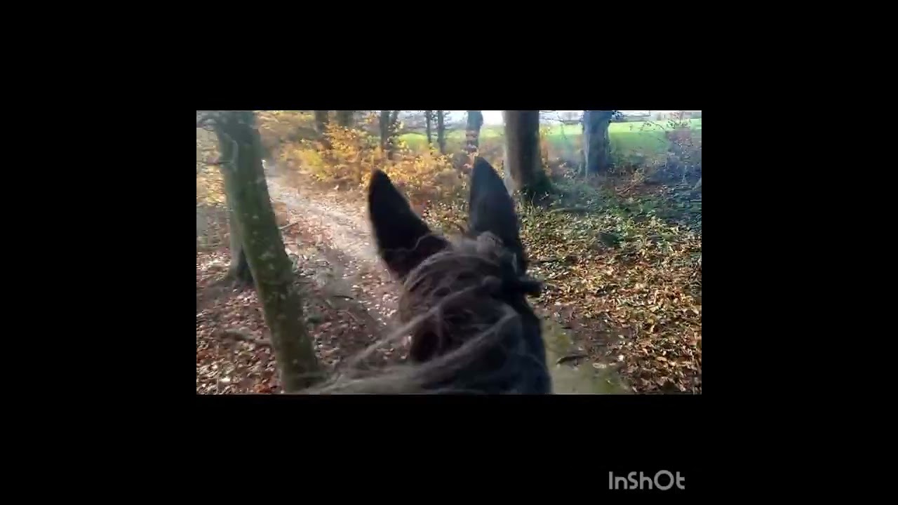 Tina Boche MULEMANSHIP www.simply-fair.eu            www.saeumer-akademie.com