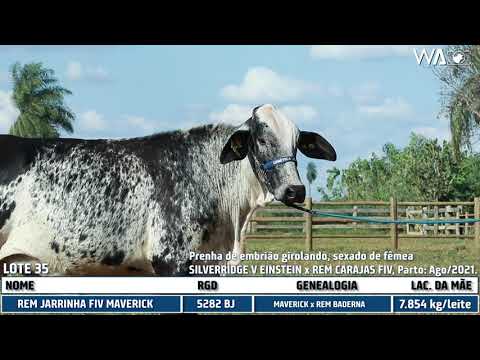 LOTE 35 - 5282 BJ - 7º Leilão Gir & Girolando Genética Aditiva