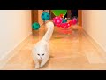 What Toys Do Cats Love? #10