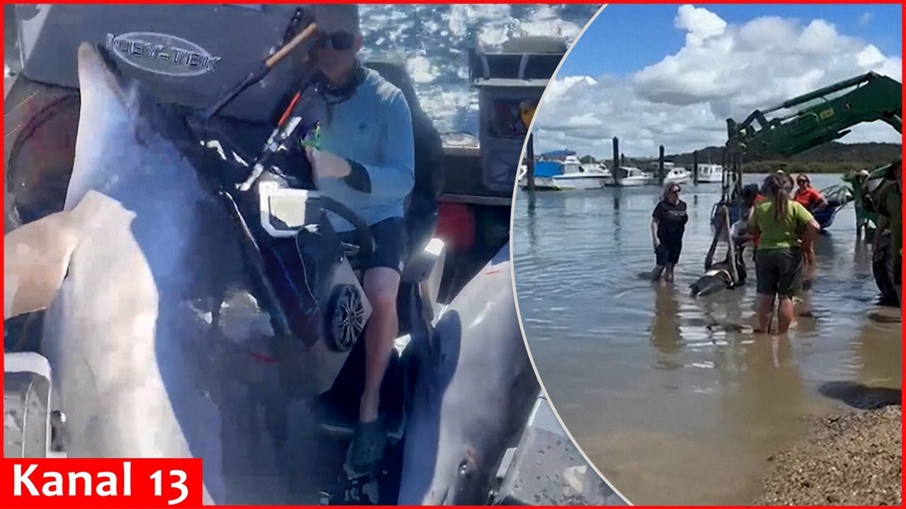 900 pound dolphin crash lands in New Zealand fishermen's boat YouTube