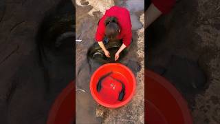 This Small Rock Hole Was Hiding Two Big Catfish.😲🐟,No Net, Just Hands..🎣Purely Village Fishing! Ep61