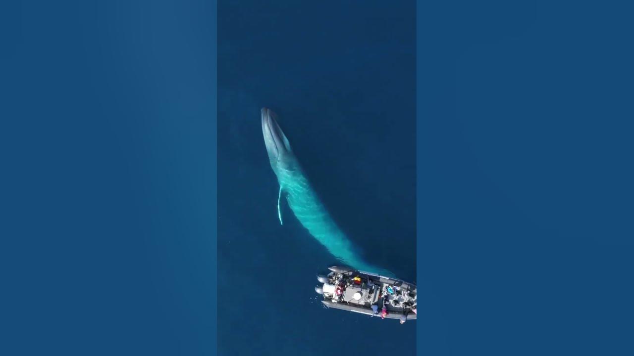 What Would You Do If The Largest Animal On Earth Decided To Come Right what-would-you-do-if-the-largest-animal-on-earth-decided-to-come-right
