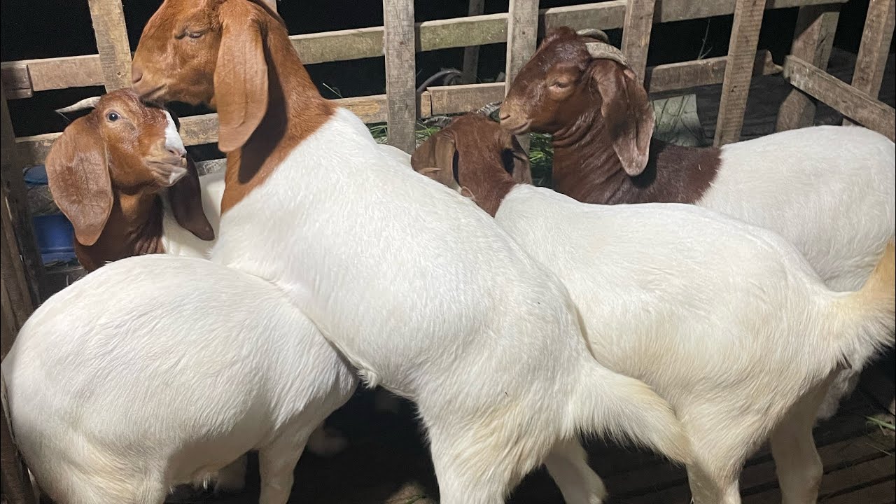 Dê giống 5 em cái tơ bor bin đầu Xô 34/36kg (đã bỏ nọc)