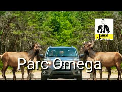 Video: Sov Med Ulvene I Canadas Parc Omega