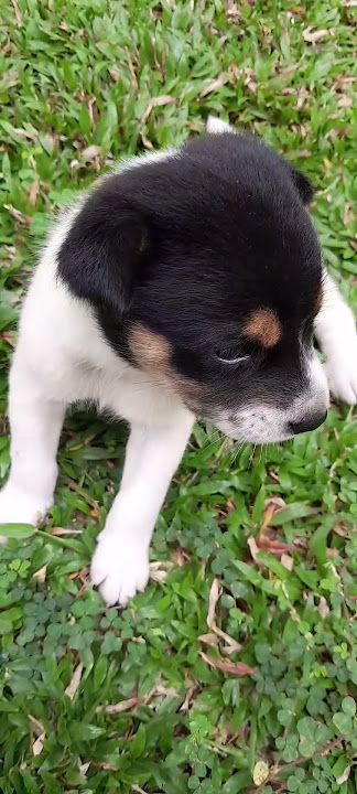 #cover #campursari #dog #lulu